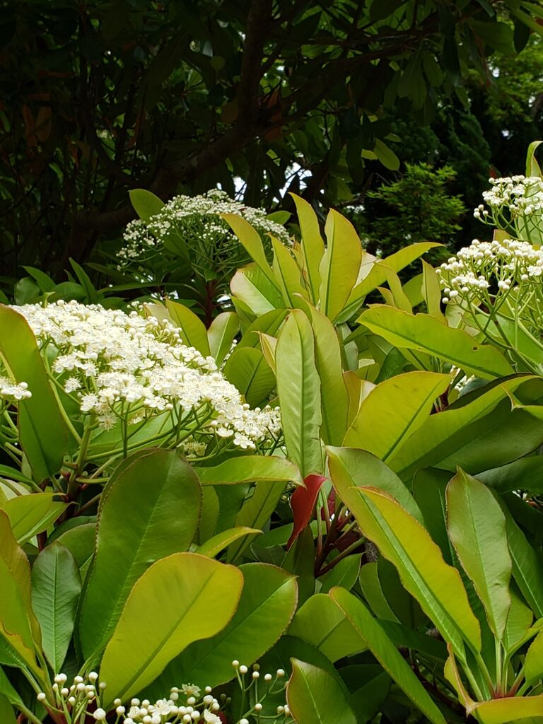 大木オオカナメモチやオドリコソウの花がもう少しで満開 しお風ブログ 湘南 風と星物語 In二宮