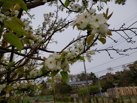 東大二宮果樹園跡地花便り~春に咲く花たち