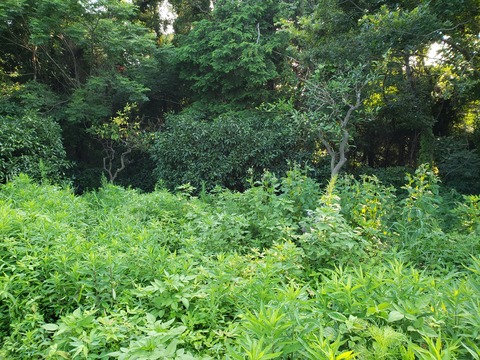 20190803みかん畑 (1)