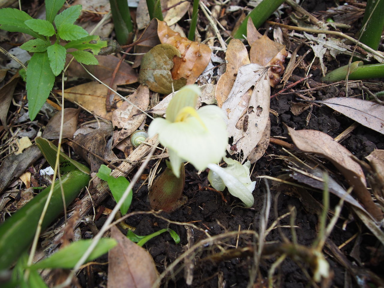 みかん畑でミョウガの花発見 しお風ブログ 湘南 風と星物語 In二宮