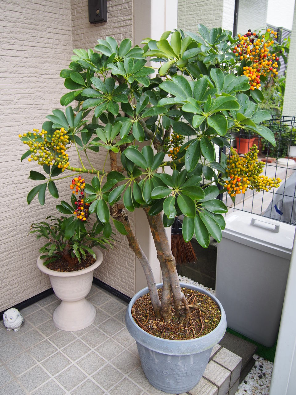 観葉植物ホンコンに綺麗な実 しお風ブログ 湘南 風と星物語 In二宮 観葉植物ホンコンに綺麗な実 しお風ブログ 湘南 風と星物語 In二宮