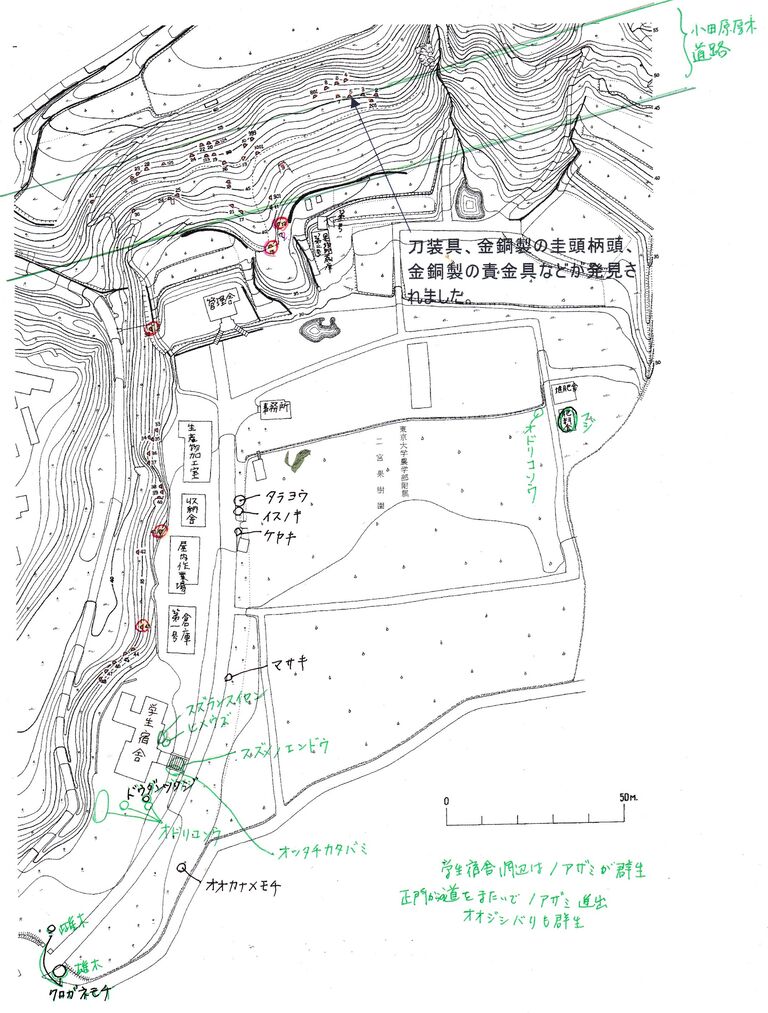 東京大学果樹園跡地で手入れと植物調査 しお風ブログ 湘南 風と星物語 In二宮