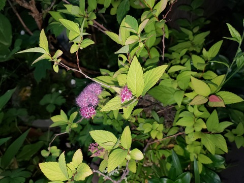 20190525_182120