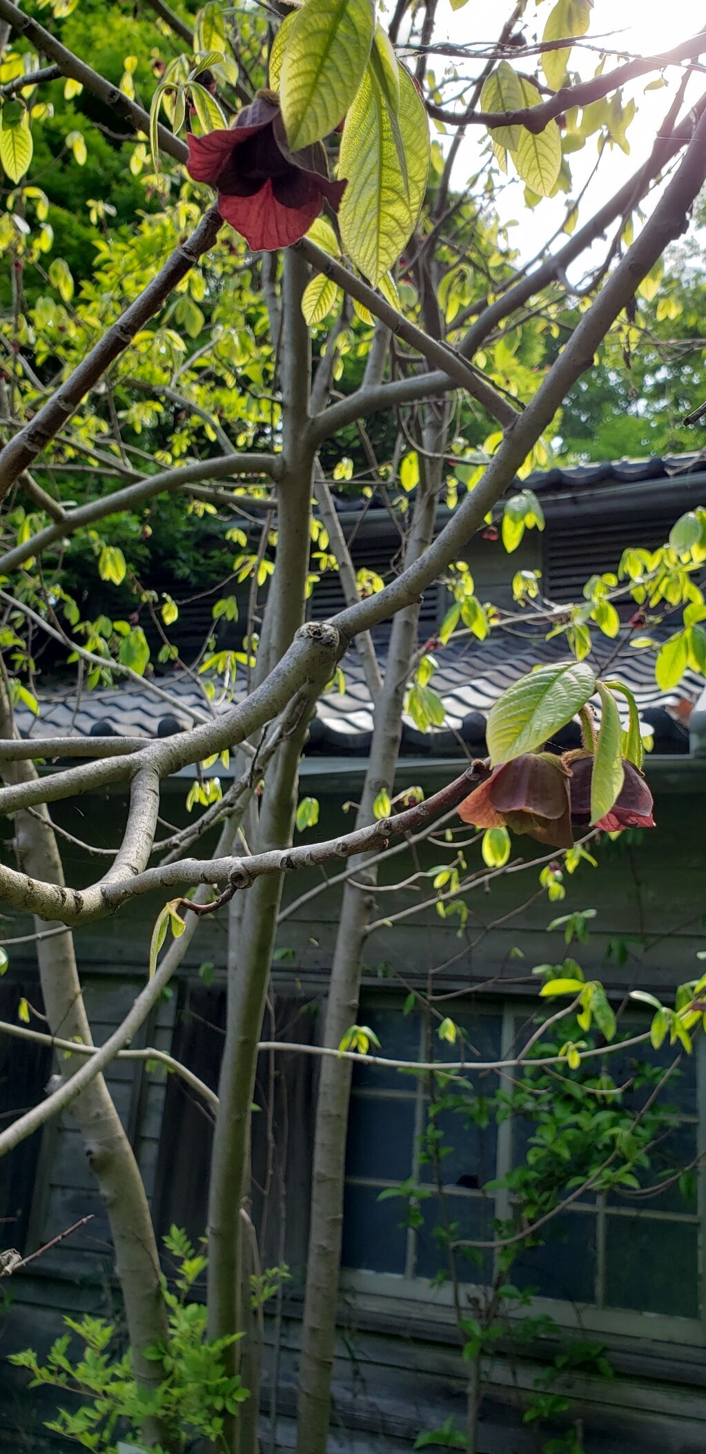 東京大学果樹園跡地はポポーの花など秘密の花園 しお風ブログ 湘南 風と星物語 In二宮