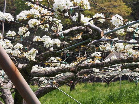 花の丘公園20150416 (35)