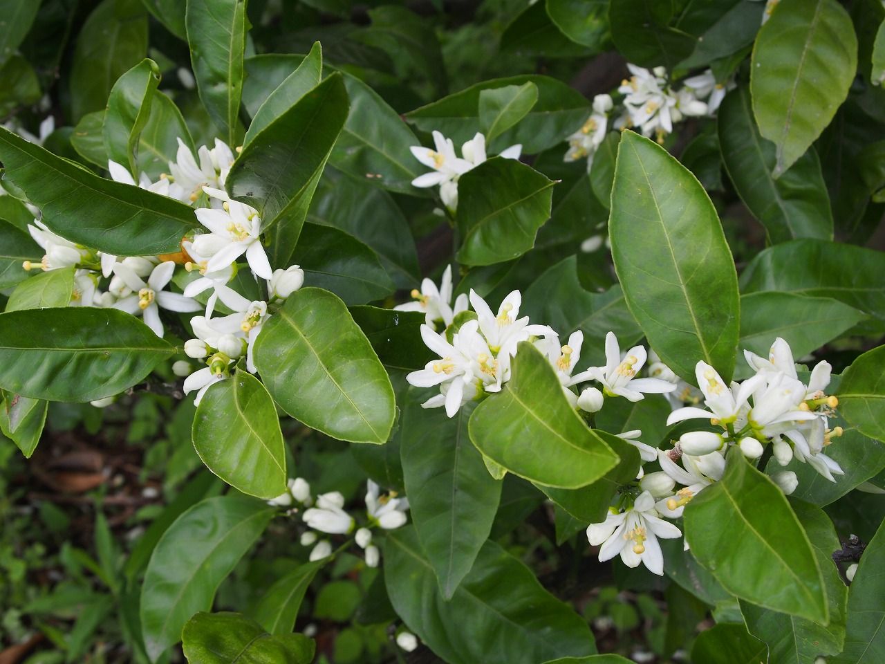 みかんの花が咲き始めました しお風ブログ 湘南 風と星物語 In二宮