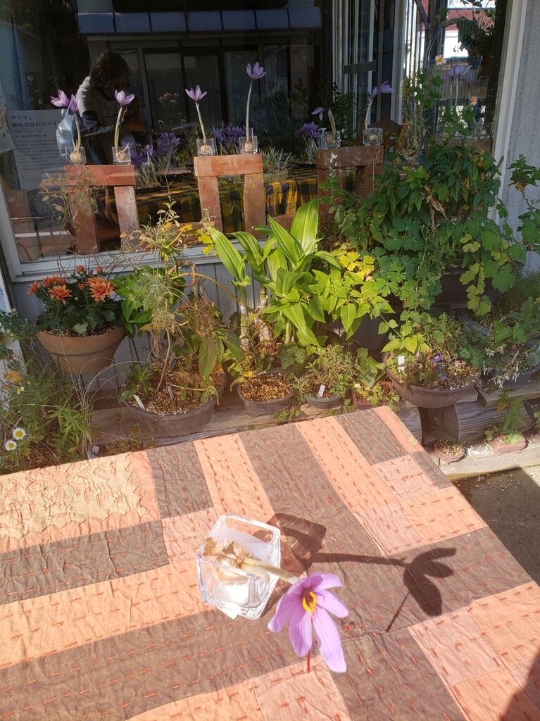 まちかど遊学文化コミュニティ サフラン展 開催中 しお風ブログ 湘南 風と星物語 In二宮