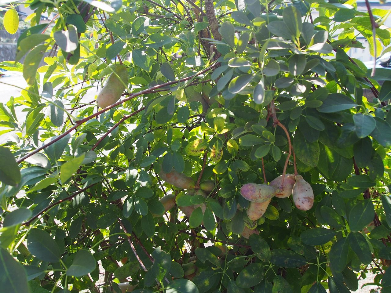 まちなかでアケビを収穫中 しお風ブログ 湘南 風と星物語 In二宮