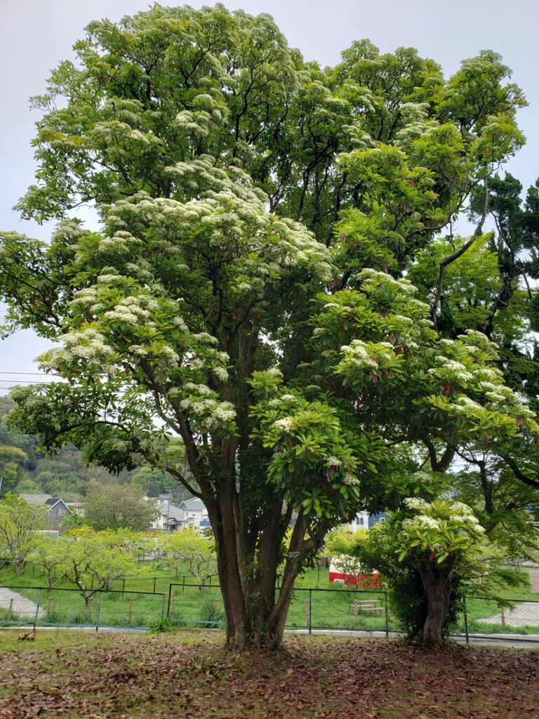 大木オオカナメモチやオドリコソウの花がもう少しで満開 しお風ブログ 湘南 風と星物語 In二宮