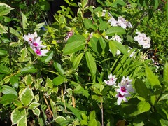 20180426ほっと処 (12)