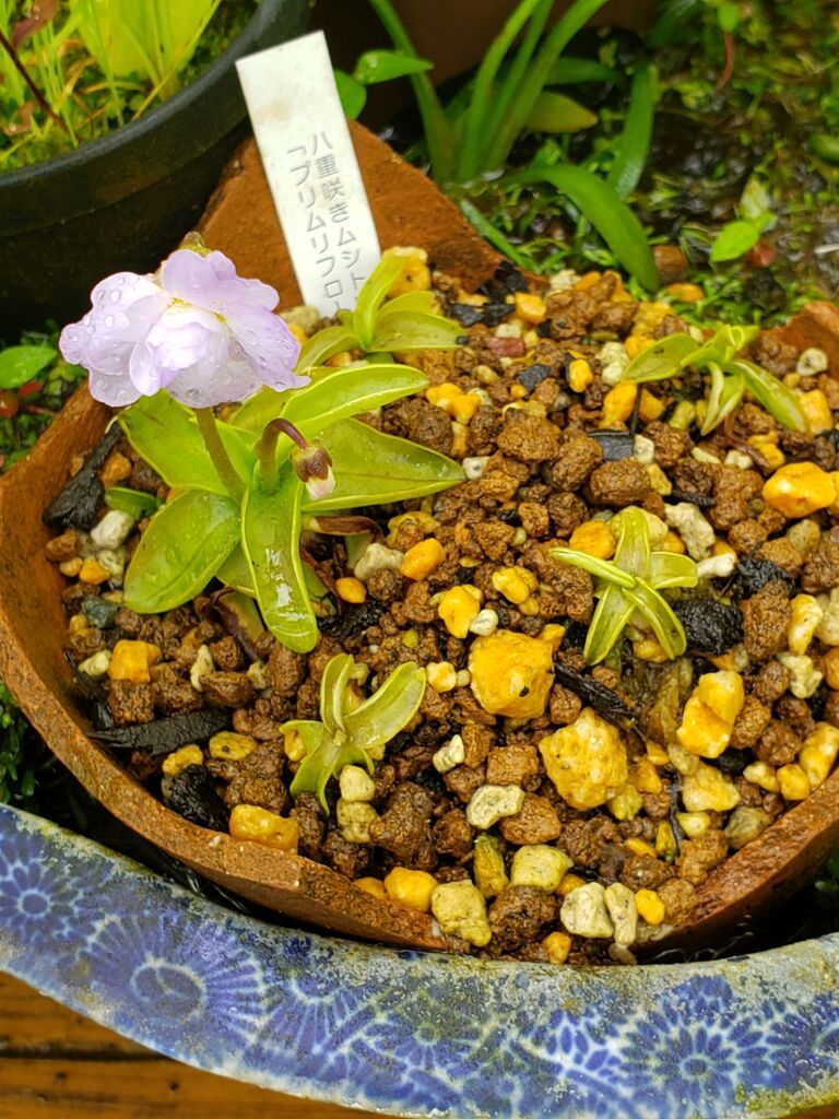 まちなか ほっと花処の食虫植物にも花 庭には果実 しお風ブログ 湘南 風と星物語 In二宮 まちなか ほっと花処の食虫植物にも花 庭には果実 しお風ブログ 湘南 風と星物語 In二宮