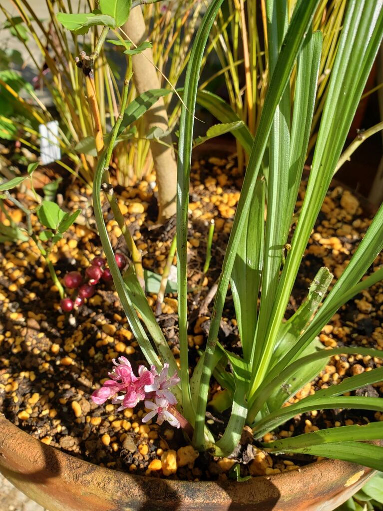 10 29 まちなか ほっと花処 に咲く花 しお風ブログ 湘南 風と星物語 In二宮 10 29 まちなか ほっと花処 に咲く花 しお風ブログ 湘南 風と星物語 In二宮