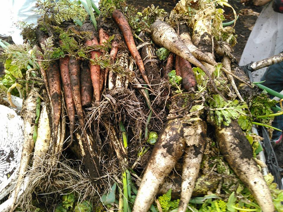 10991253_434932413322388_5381472072036346478_n