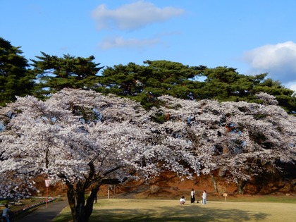 2021桜（烏ヶ森）