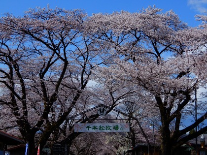 2021桜（千本松牧場）