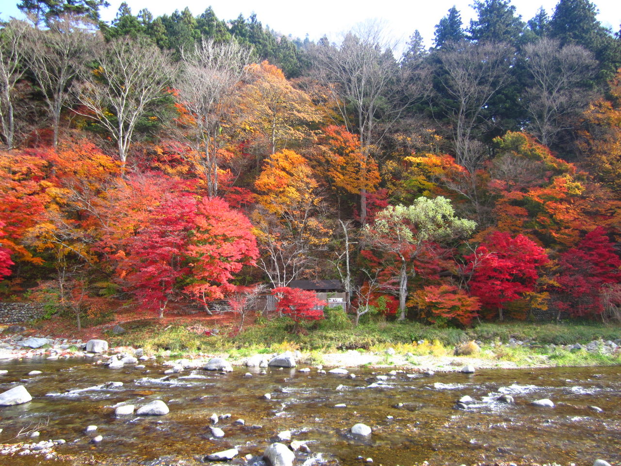 紅の吊り橋周辺紅葉情報 しおばら通信