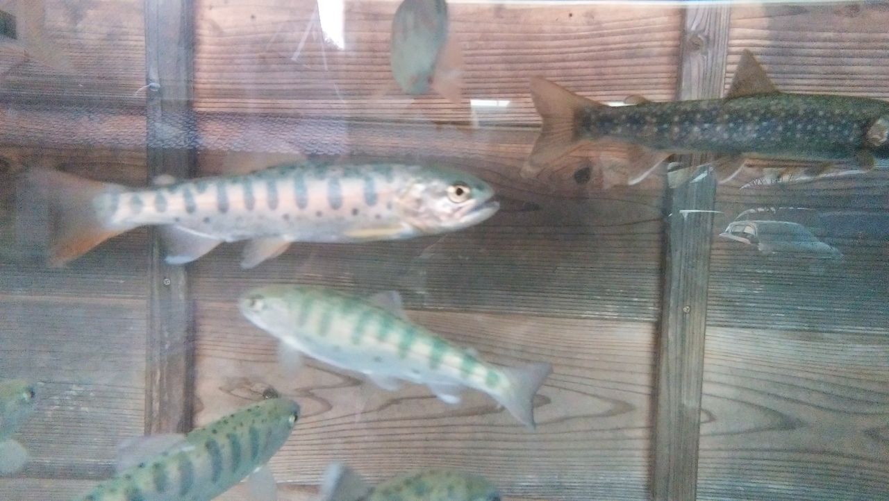 塩原温泉 お魚クイズ しおばら通信