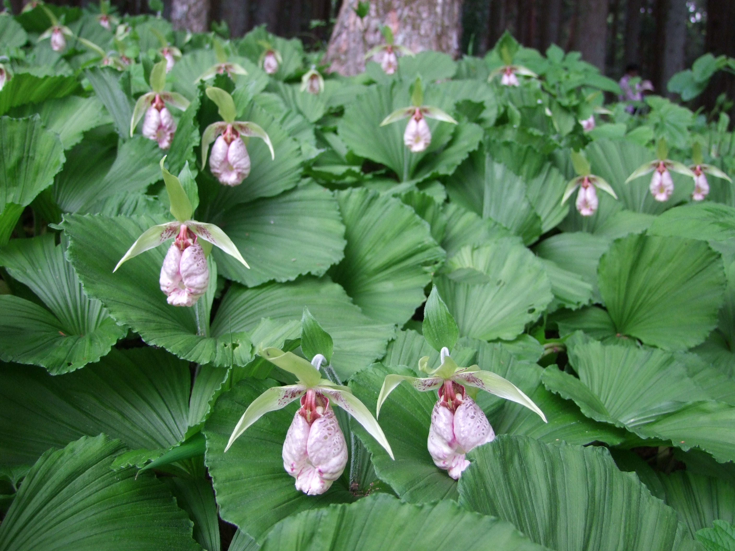 中塩原にクマガイソウが咲く しおばら通信