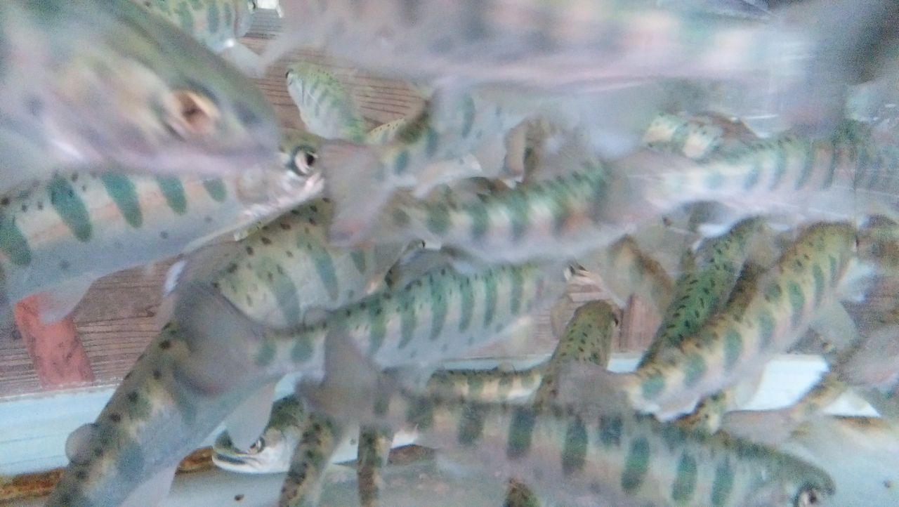塩原温泉 お魚クイズ しおばら通信 塩原温泉 お魚クイズ しおばら通信