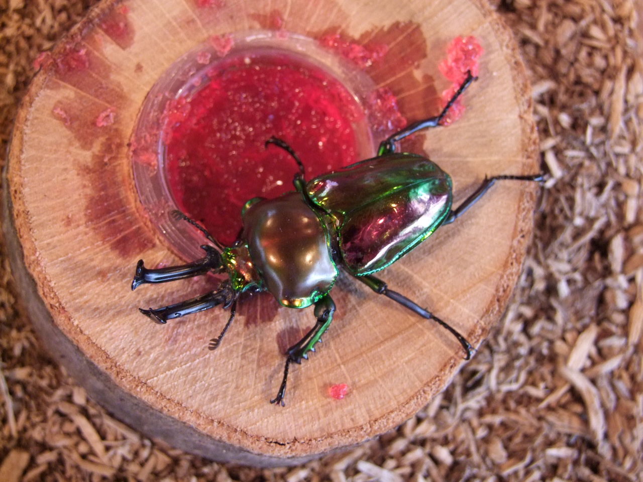 世界のクワガタ カブト展 箱の森プレイパーク しおばら通信 世界のクワガタ カブト展 箱の森プレイパーク しおばら通信