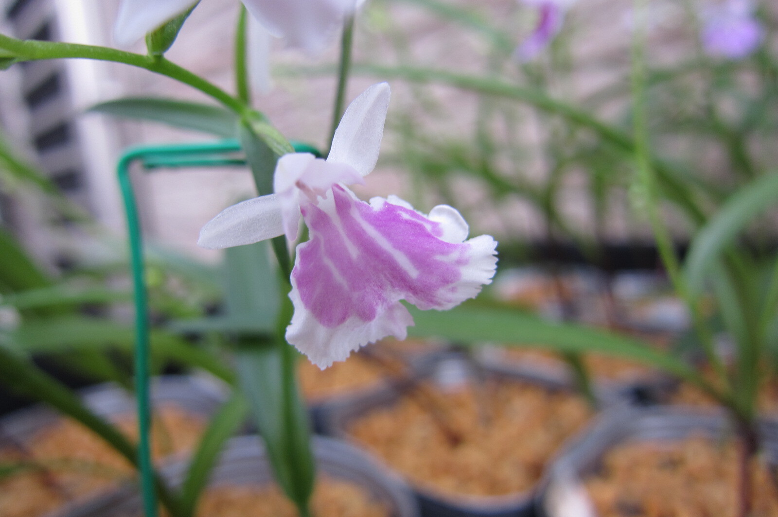 年05月 潮 騒 の Blog