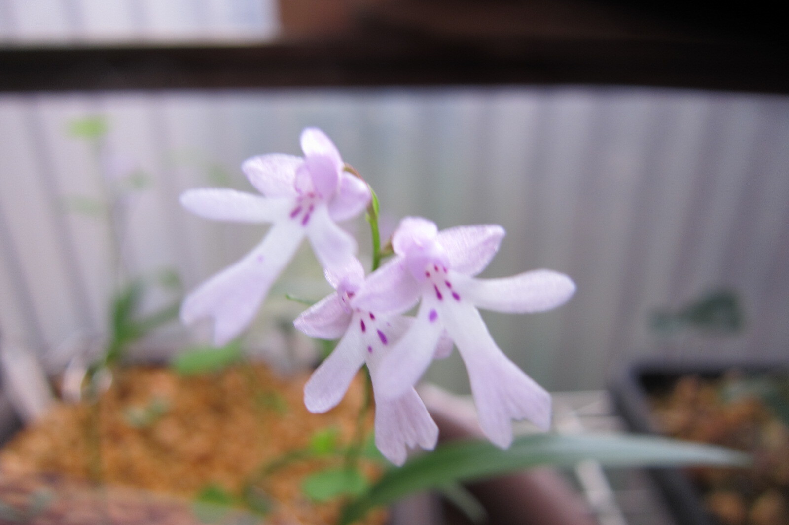 年05月 潮 騒 の Blog