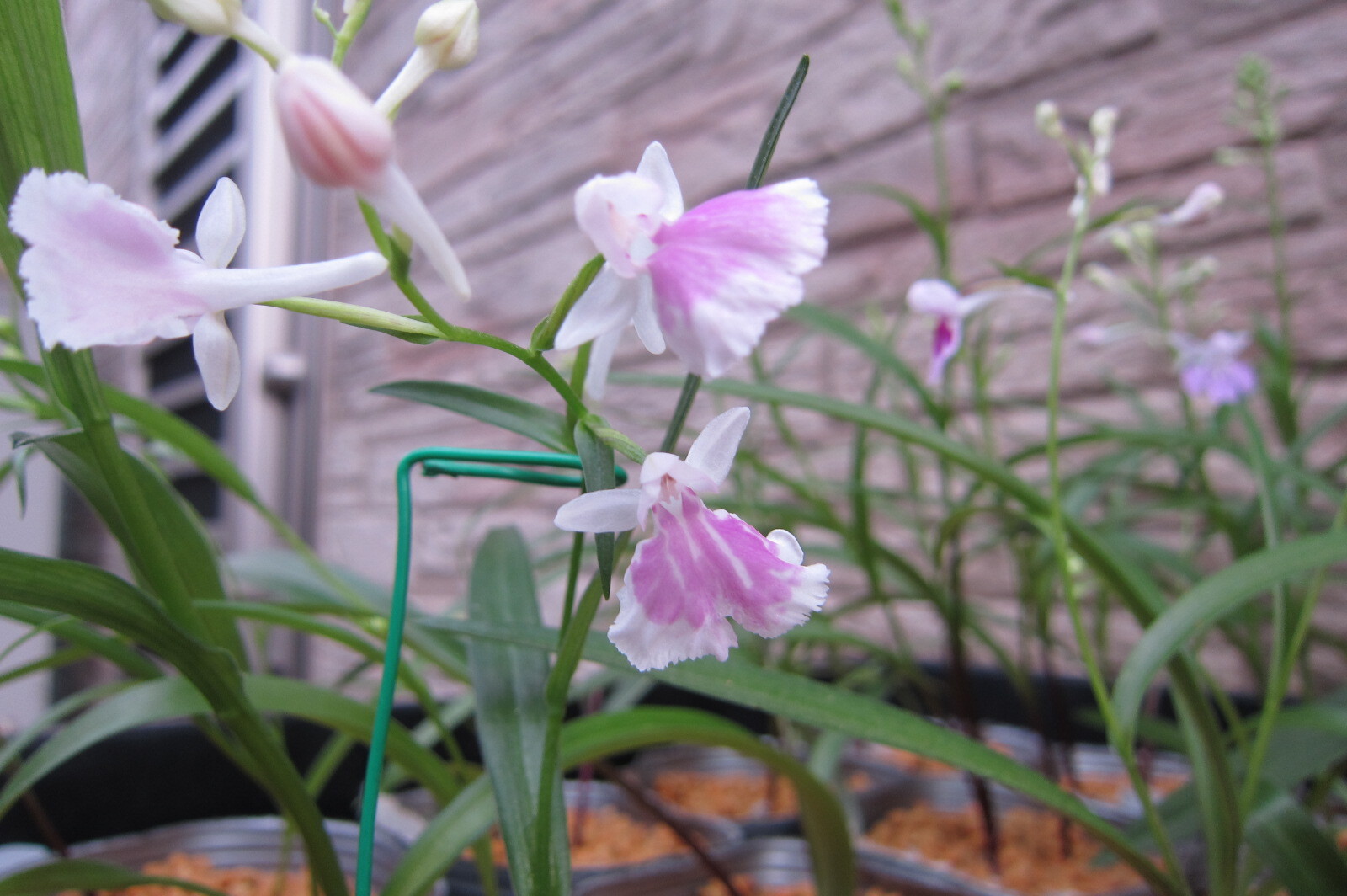 年05月 潮 騒 の Blog