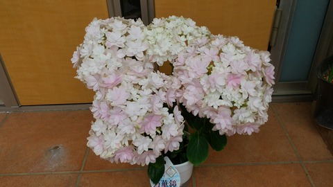 CENTER_0002_BURST20210511131034634