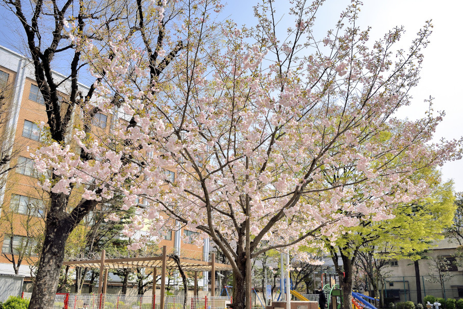 徒然 観音うらのしっぽな 一葉桜が見頃に