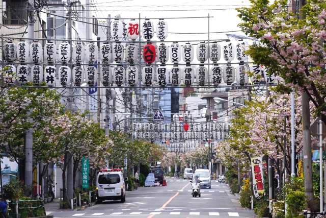 徒然 観音うらのしっぽな 一葉桜 小松橋通りの様子