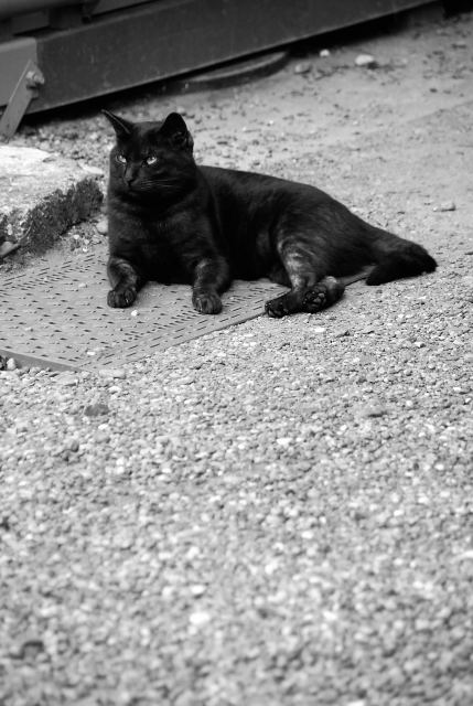 徒然 観音うらのしっぽな 浅草神社のクロトラ猫