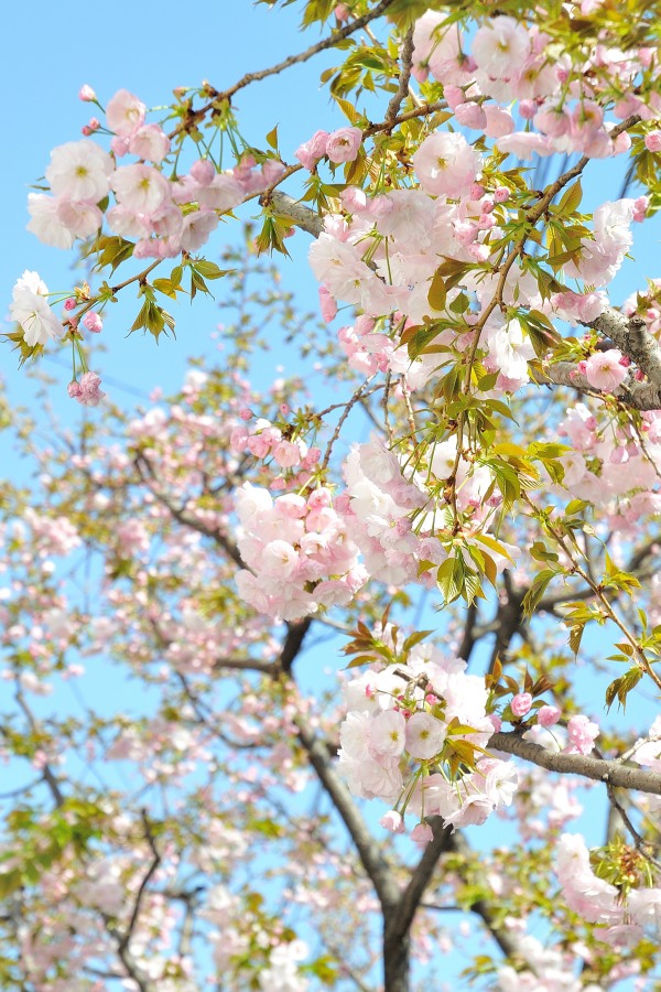 徒然 観音うらのしっぽな 今年の一葉