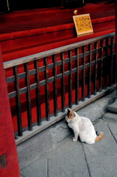徒然 観音うらのしっぽな 浅草神社の猫