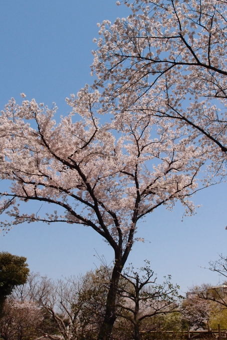 徒然 観音うらのしっぽな 向島百花園の桜 徒然 観音うらのしっぽな 向島百花園の桜