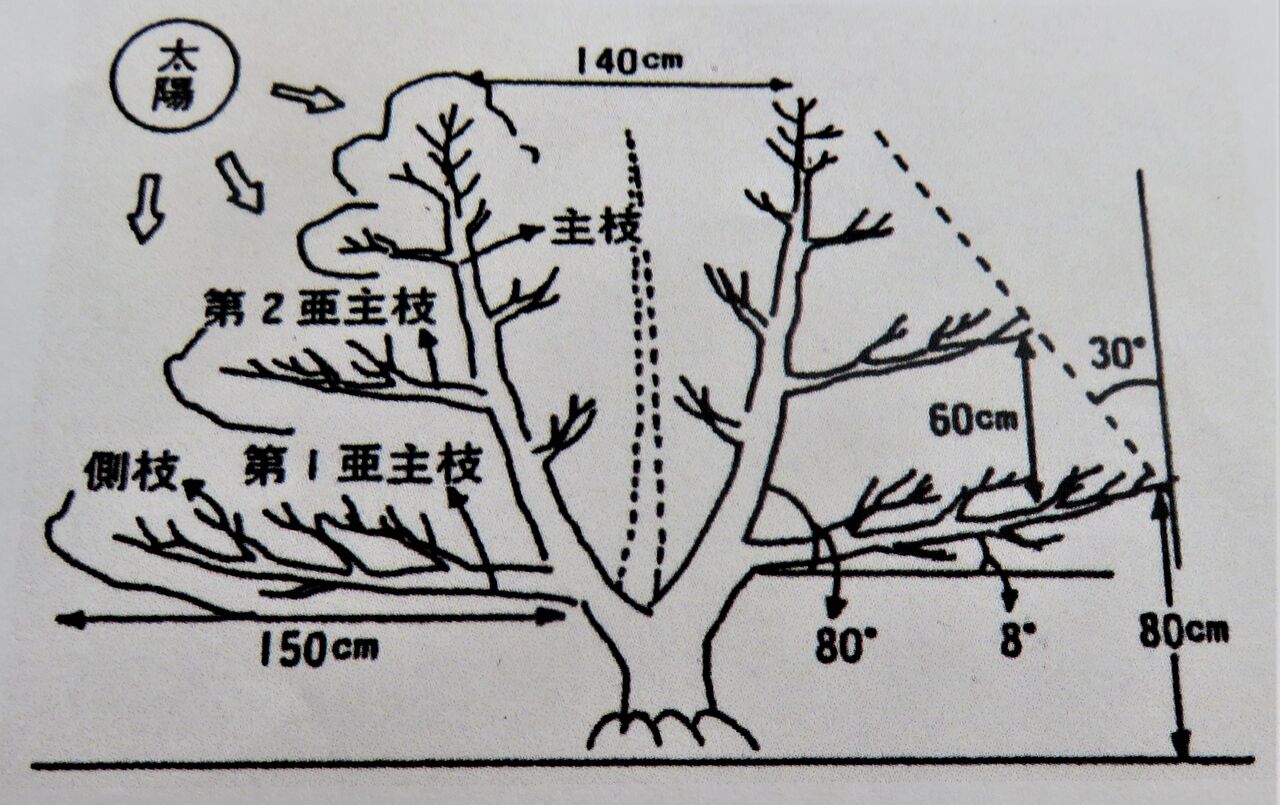 ミカンの剪定 島爺と仲間たち