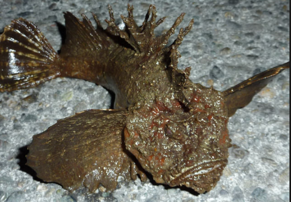 オコゼ 島爺と仲間たち