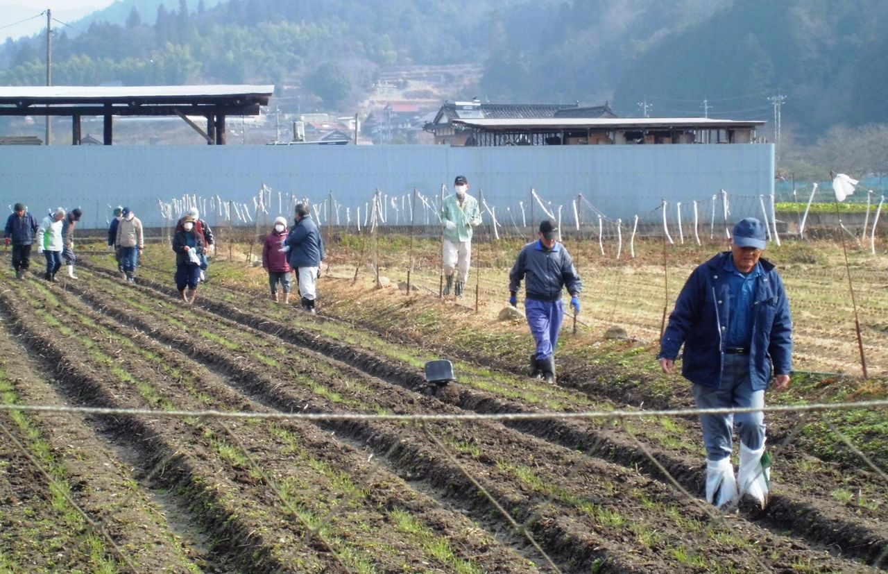 麦踏み 白木農園だより