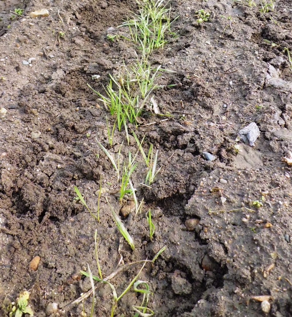 麦踏み 白木農園だより