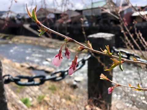 桜開花20190411