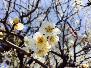 梅の花20170414