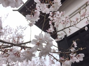 真宗寺桜