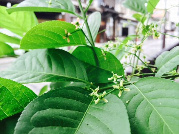 まゆみの花 飛騨の地酒 白真弓 のお酒がどんどん好きになる ブログ