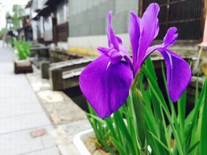 花菖蒲