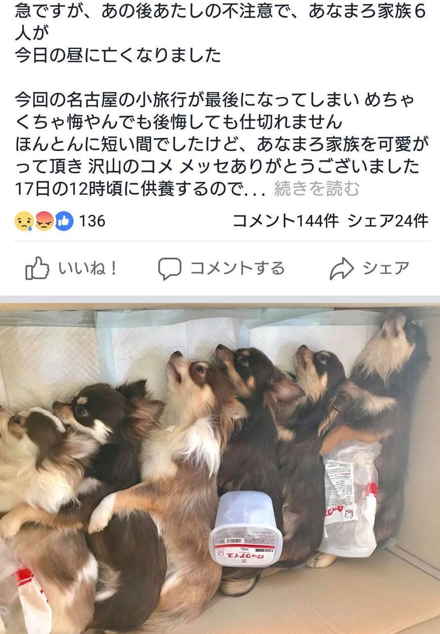 マンさんが子犬6匹連れて旅行に行く 車の中に放置 6匹全員ホットドッグになる シラヌヒ速報