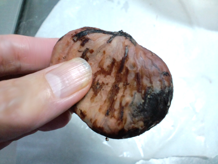 ダメ栗の見分け方 それで いつ本気出すの