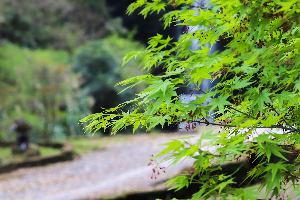 新緑
