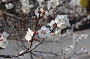 梅の花