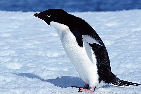 アデリーペンギン ペンギン大好き かわいい水族館を作ることが夢
