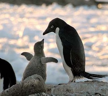 アデリーペンギン ペンギン大好き かわいい水族館を作ることが夢