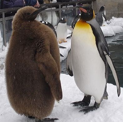 キングペンギン ペンギン大好き かわいい水族館を作ることが夢